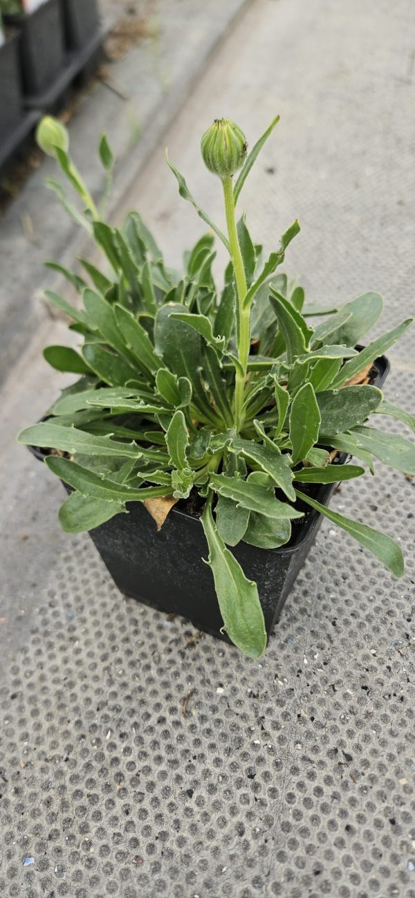 Osteospermum 'Lady Leitrim'