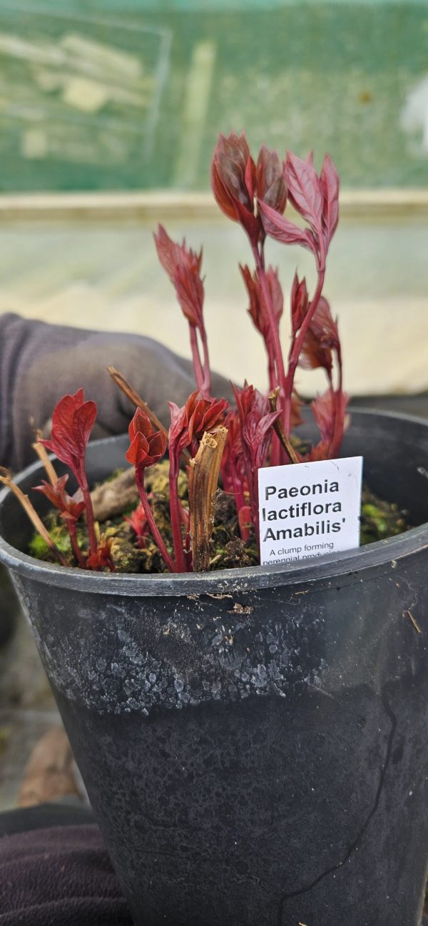 Paeonia 'Amabilis'