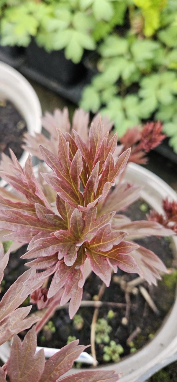 Paeonia 'Cora Louise'