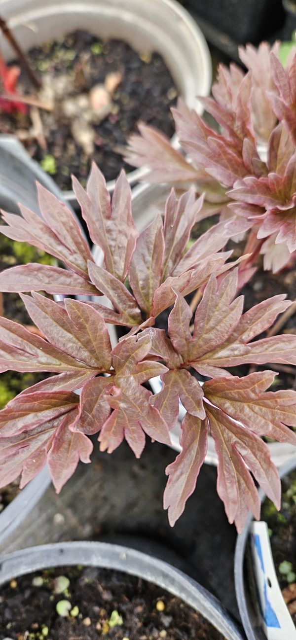 Paeonia 'Cora Louise'