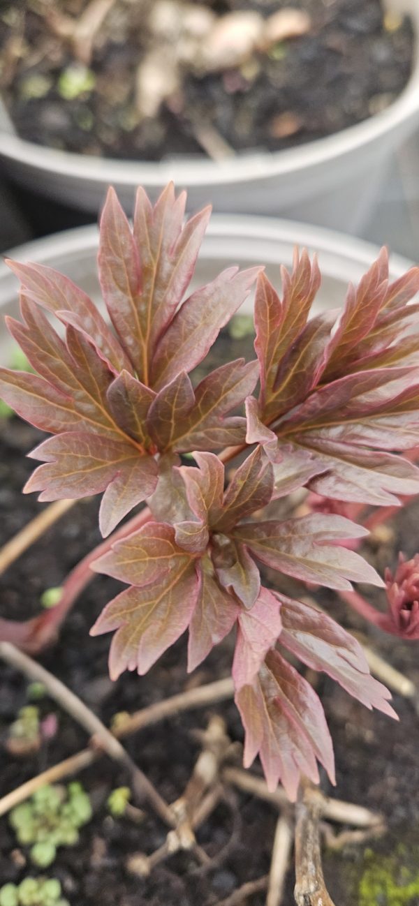 Paeonia 'Julia Rose'