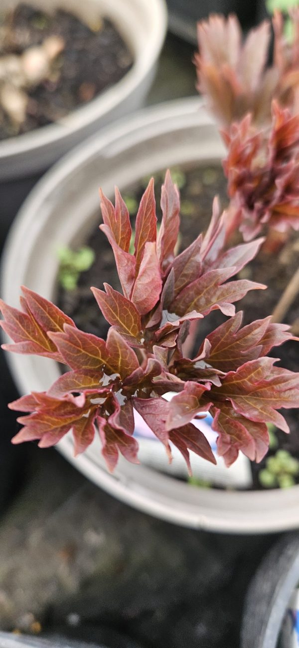 Paeonia 'Julia Rose'