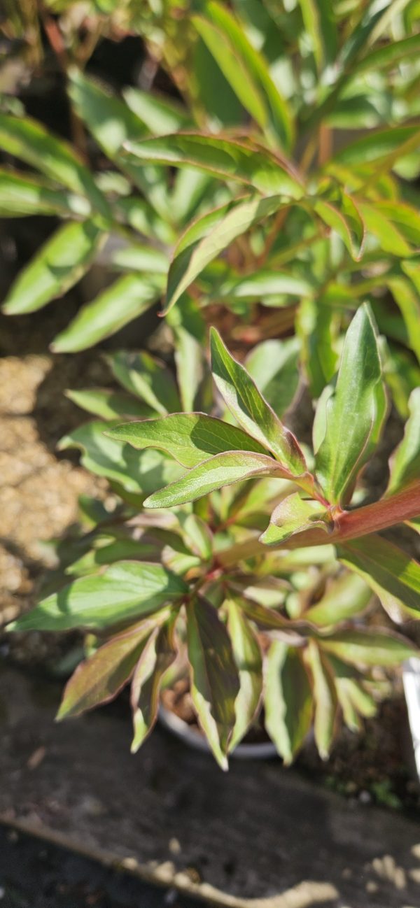 Paeonia 'Many Happy Returns'