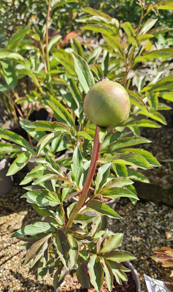 Paeonia 'Many Happy Returns'