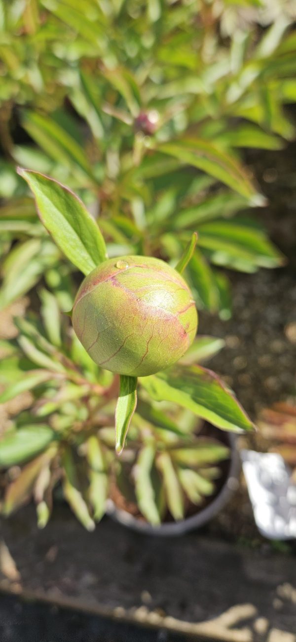 Paeonia 'Many Happy Returns'