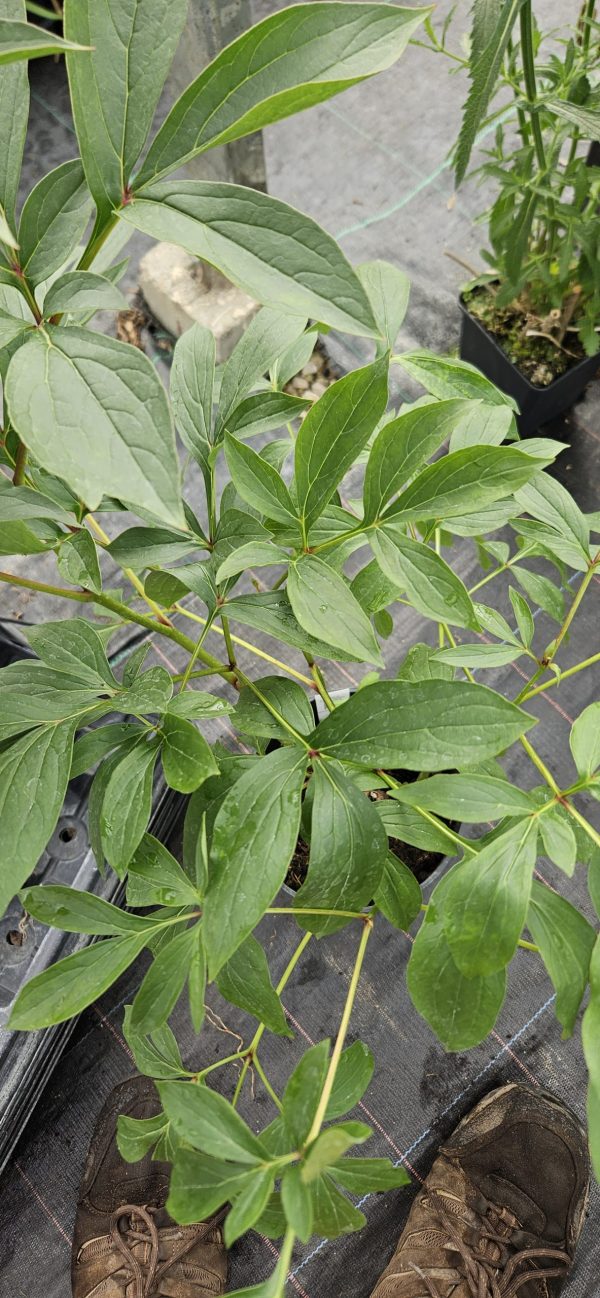 Paeonia 'Red Sarah Bernhardt'