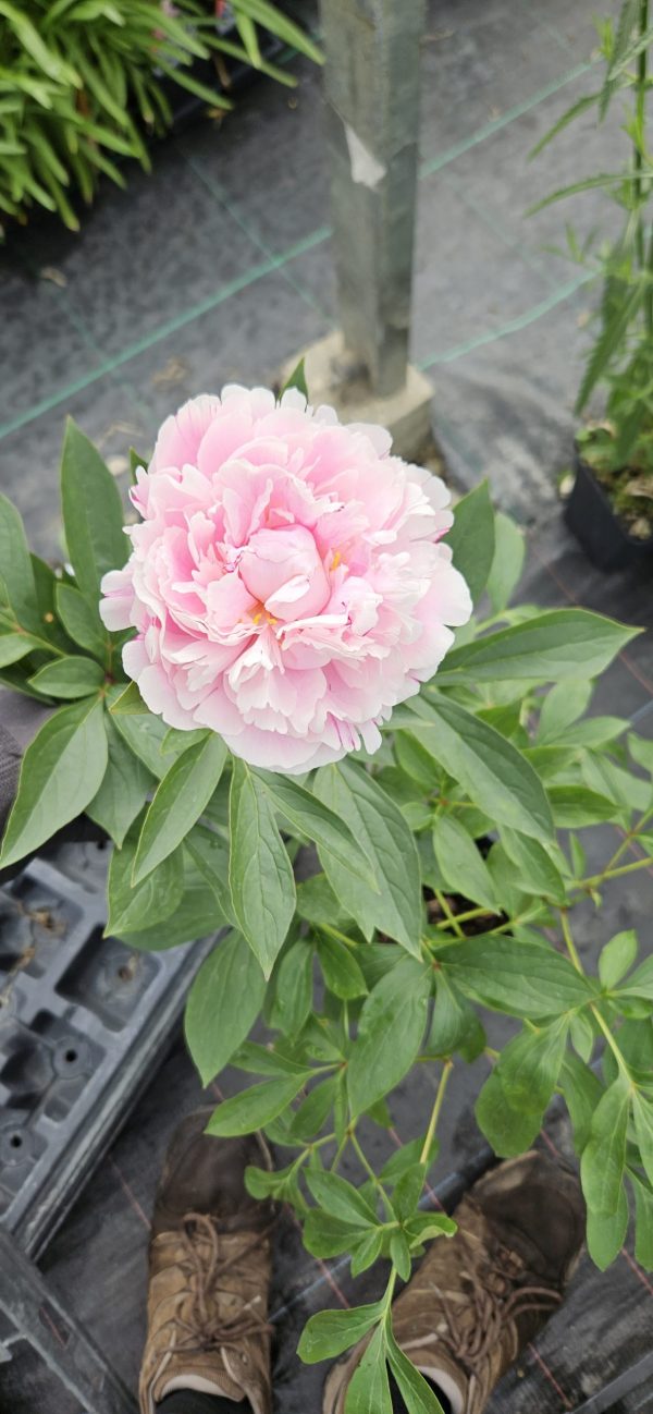 Paeonia 'Red Sarah Bernhardt'