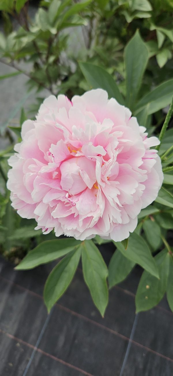 Paeonia 'Red Sarah Bernhardt'