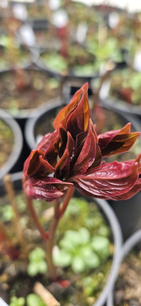 Paeonia 'Sarah Bernhardt Select' Paeonia 'Sarah Bernhardt Select'