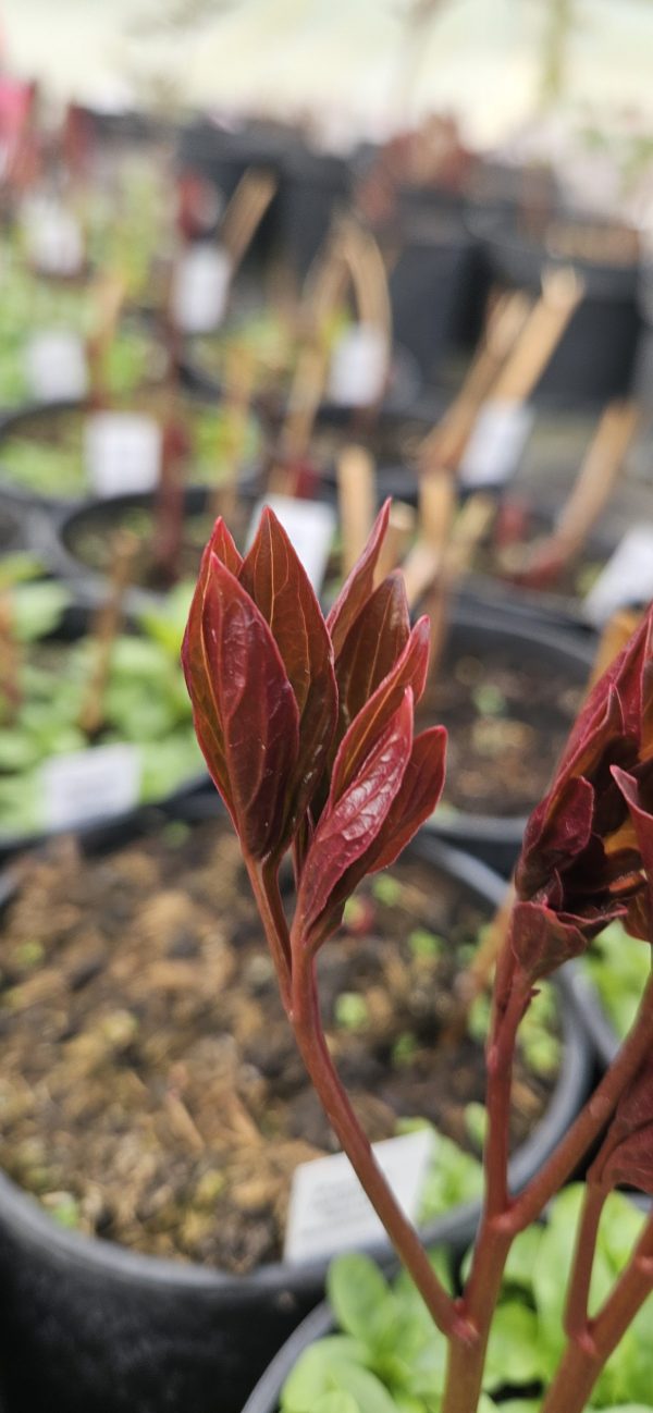 Paeonia 'Sarah Bernhardt Select'2 Paeonia 'Sarah Bernhardt Select'