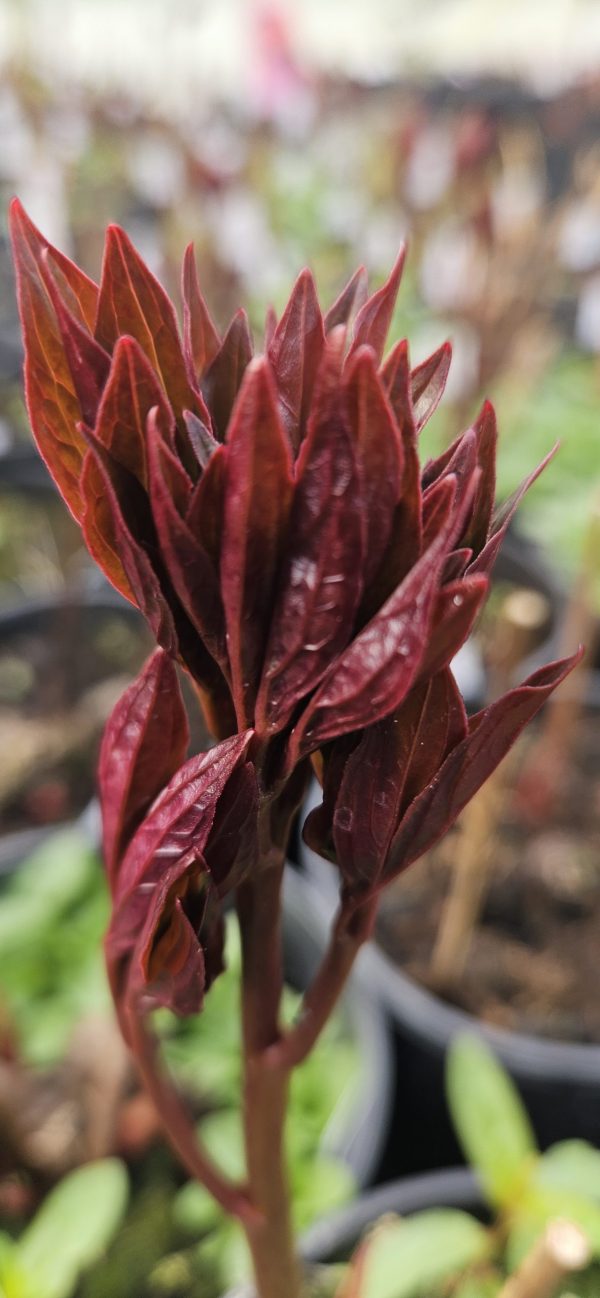 Paeonia 'Sarah Bernhardt Select'3 Paeonia 'Sarah Bernhardt Select'