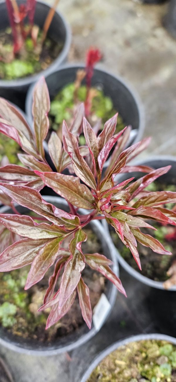 Paeonia lactiflora 'Angel Cheeks'