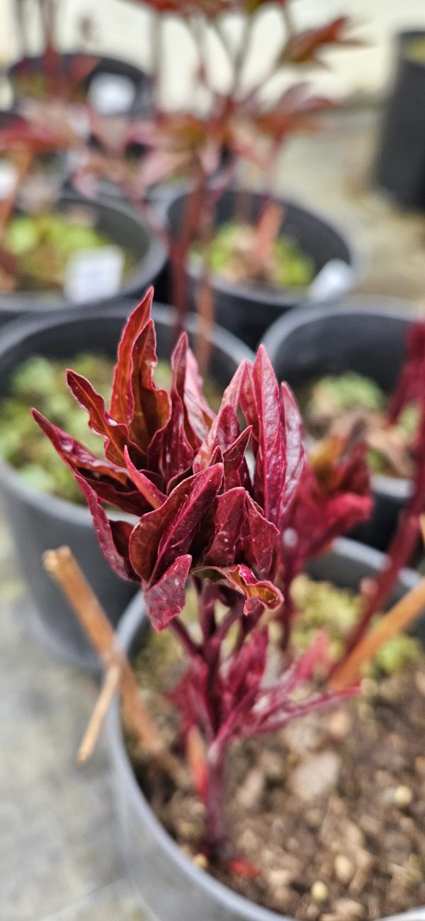 Paeonia lactiflora 'Angel Cheeks'