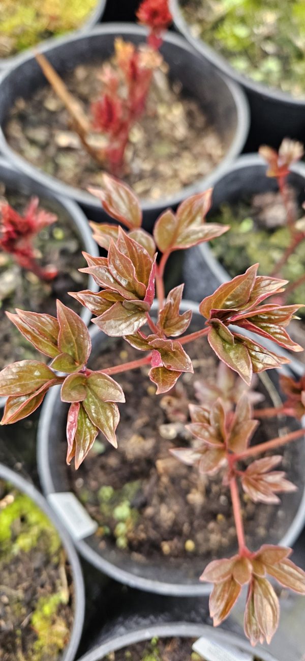 Paeonia lactiflora 'Sarah Bernhardt'
