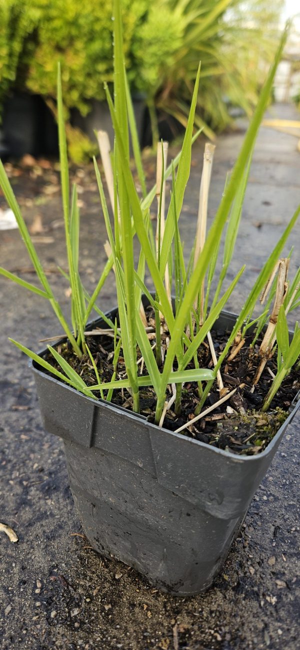 Panicum virgatum 'Cheyenne Sky'