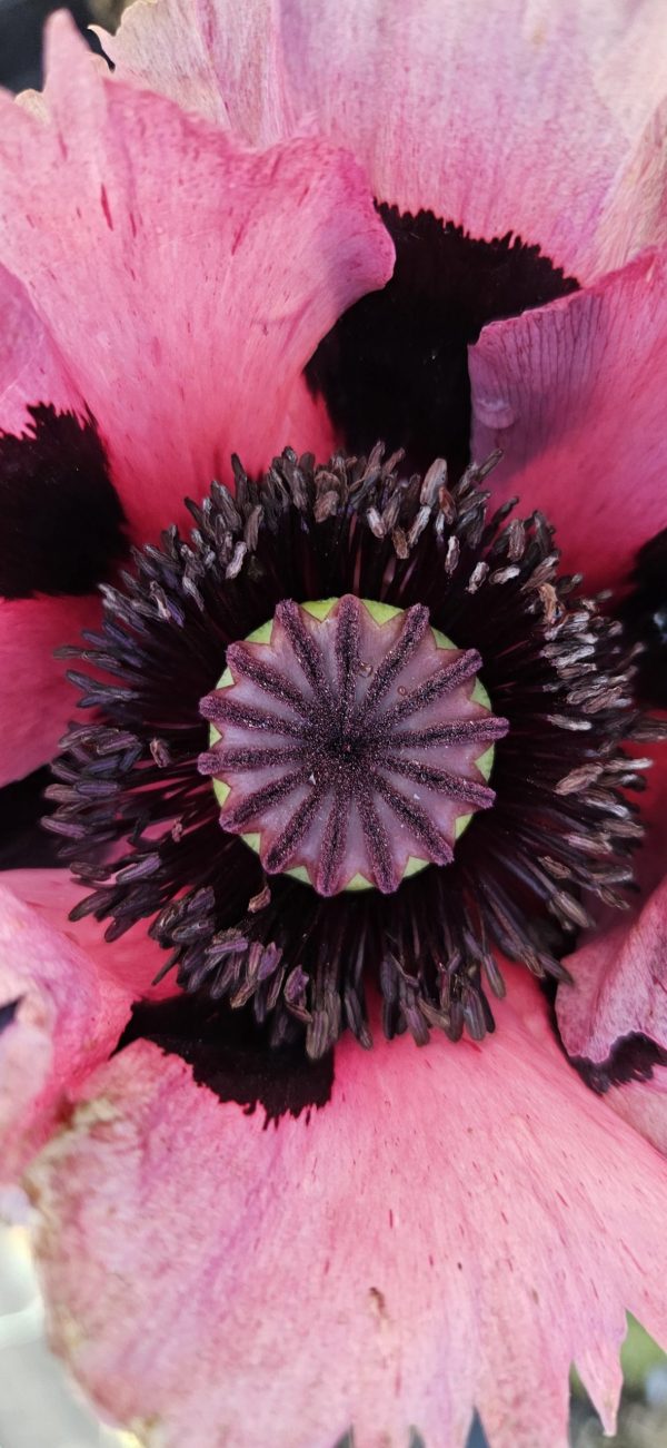 Papaver Patty's Plum