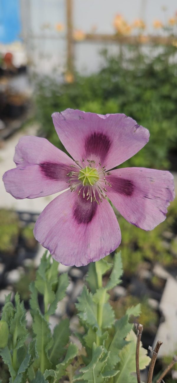 Papaver somniferum 'Hungarian Blue'