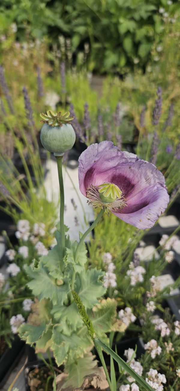Papaver somniferum 'Hungarian Blue'