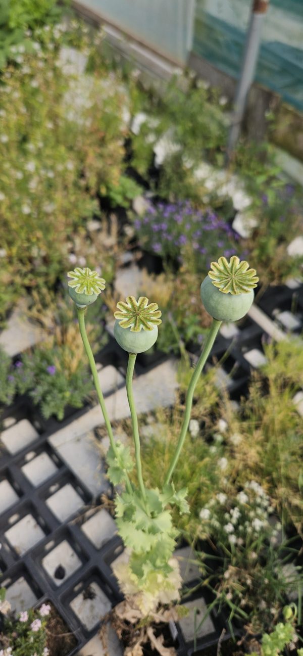 Papaver somniferum 'Hungarian Blue'