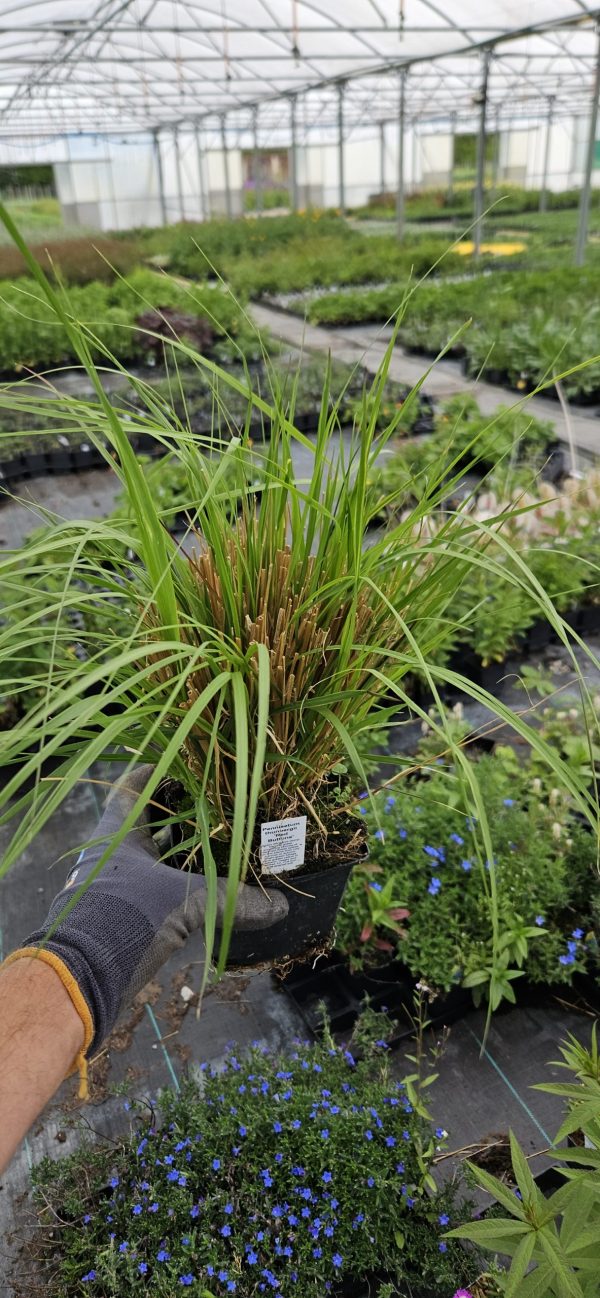 Pennisetum thunbergii 'Red Buttons'