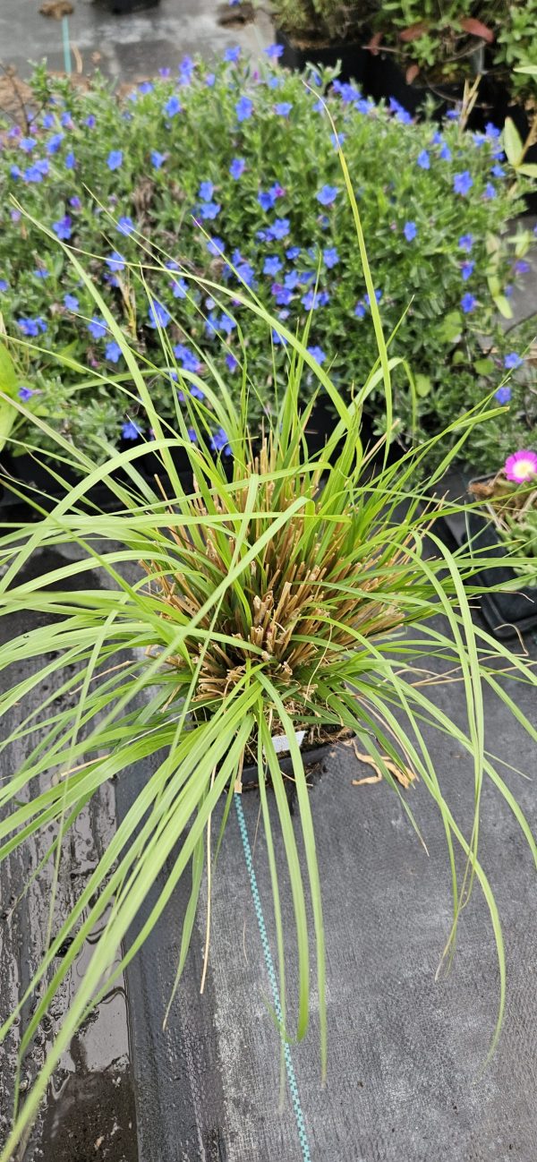 Pennisetum thunbergii 'Red Buttons'