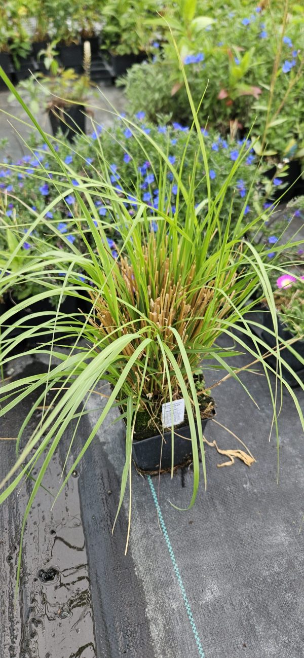 Pennisetum thunbergii 'Red Buttons'