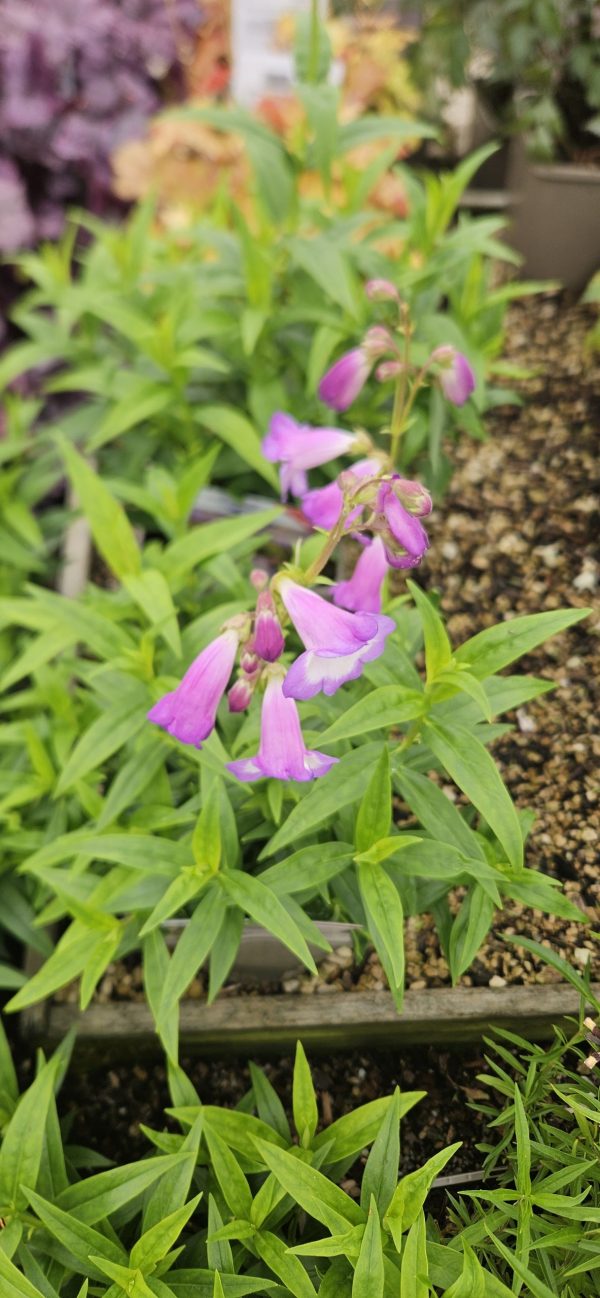 Penstemon 'Alice Hindley'