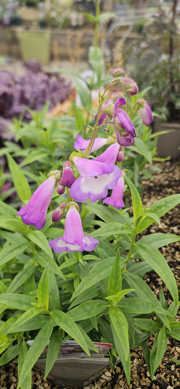 Penstemon 'Alice Hindley'