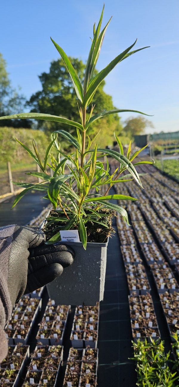 Penstemon 'Apple Blossom' Penstemon 'Apple Blossom'