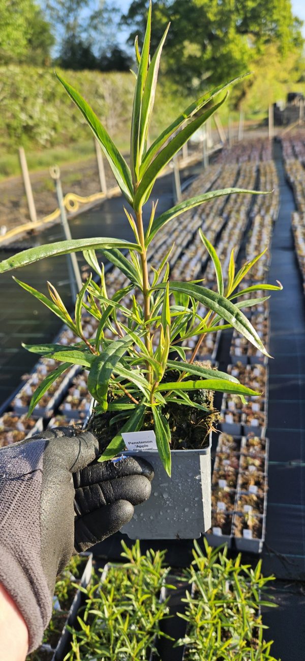 Penstemon 'Apple Blossom'3 Penstemon 'Apple Blossom'