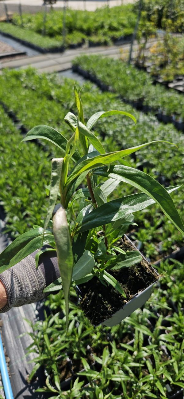 Penstemon 'Blackbird'