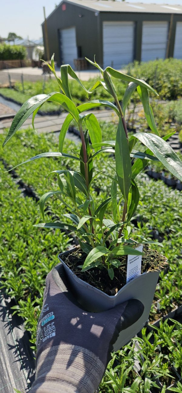 Penstemon 'Blackbird'