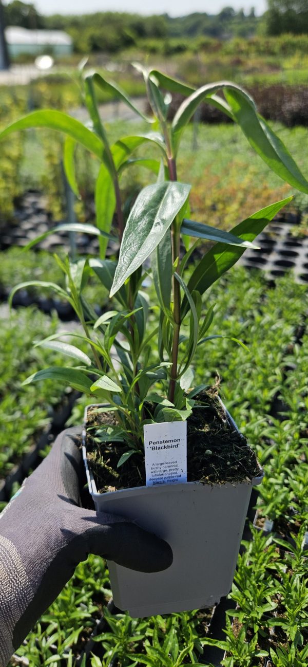Penstemon 'Blackbird'