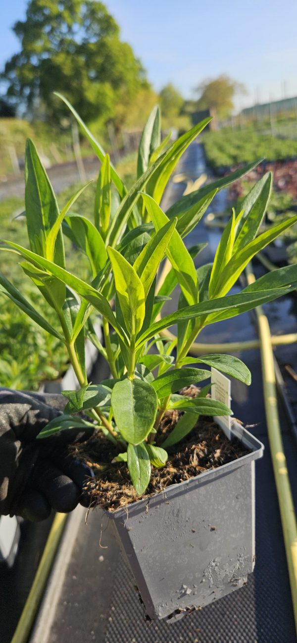 Penstemon 'Charles Rudd' Penstemon 'Charles Rudd'
