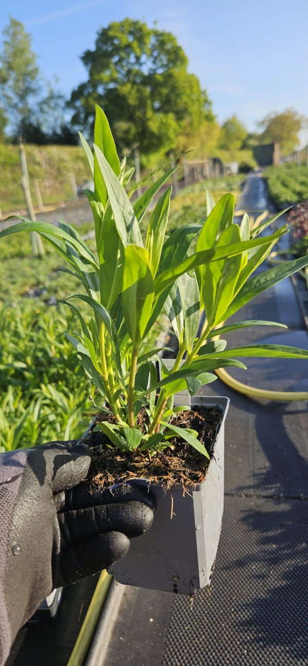 Penstemon 'Charles Rudd'2 Penstemon 'Charles Rudd'