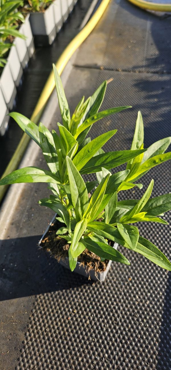 Penstemon 'Charles Rudd'3 Penstemon 'Charles Rudd'