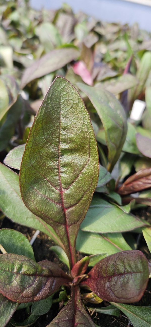 Penstemon 'Dark Towers'