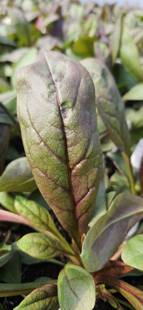 Penstemon 'Dark Towers'