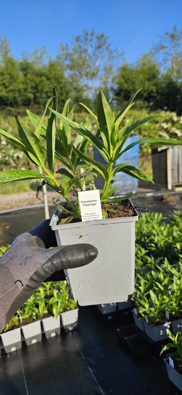 Penstemon 'Flamingo' Penstemon 'Flamingo'