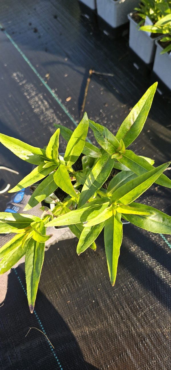 Penstemon 'Flamingo'2 Penstemon 'Flamingo'