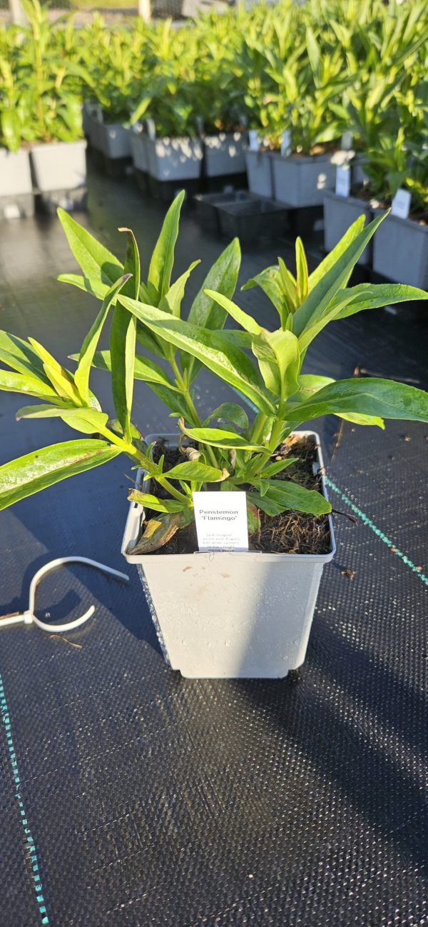 Penstemon 'Flamingo'3 Penstemon 'Flamingo'