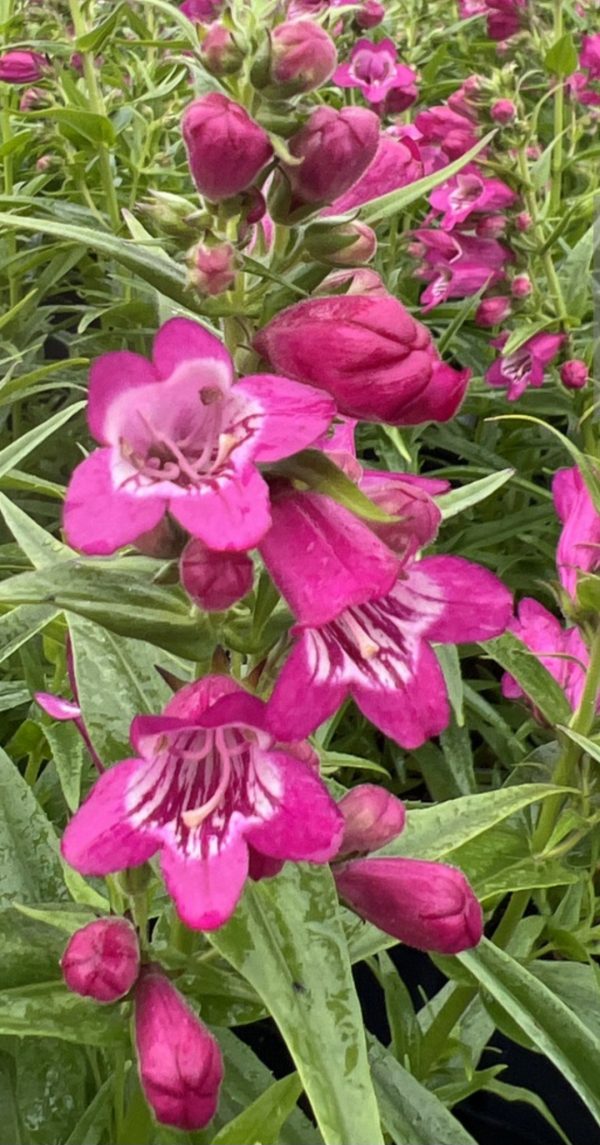 Penstemon 'Harlequin Magenta'