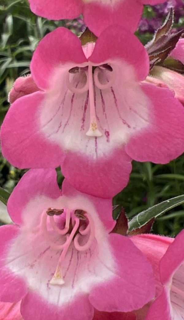 Penstemon 'Harlequin Pink'