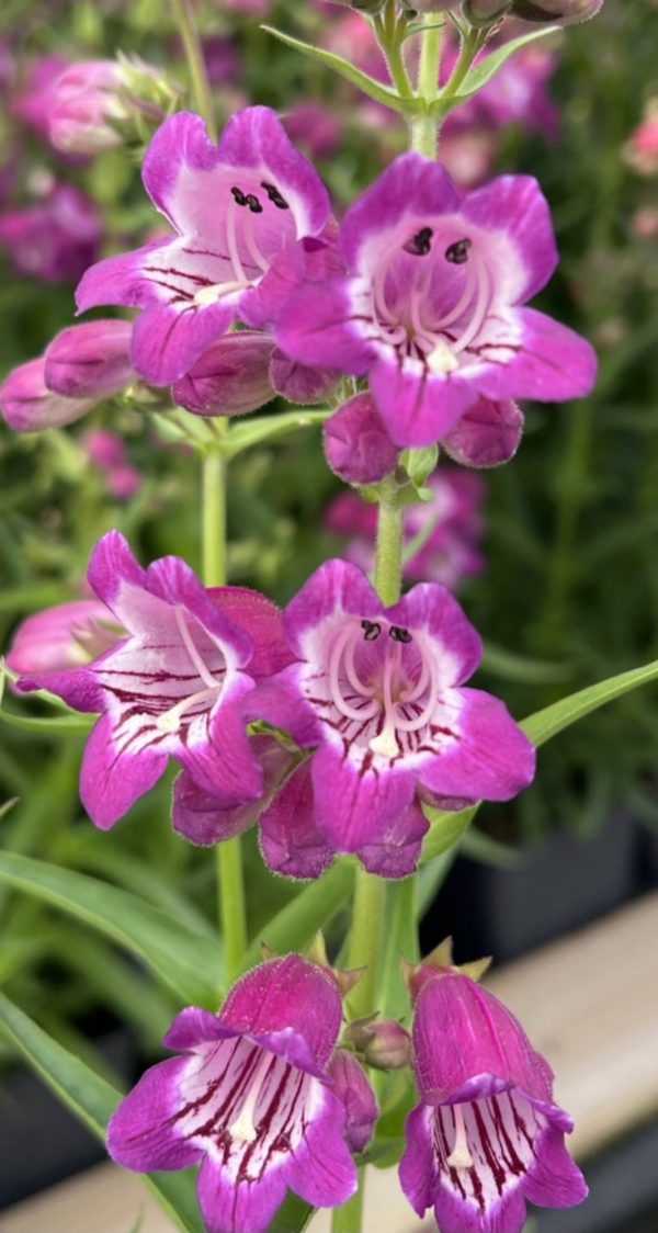 Penstemon 'Harlequin Violet' Penstemon 'Harlequin Violet'