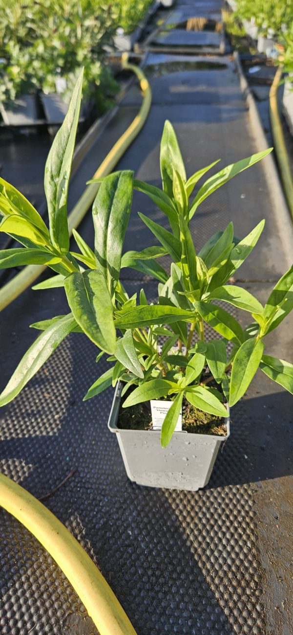 Penstemon 'Hewell`s Pink'