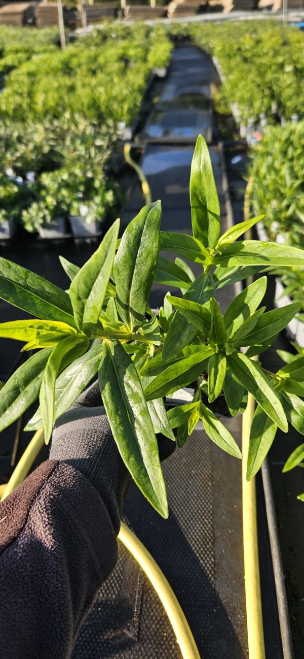 Penstemon 'Hewell`s Pink'