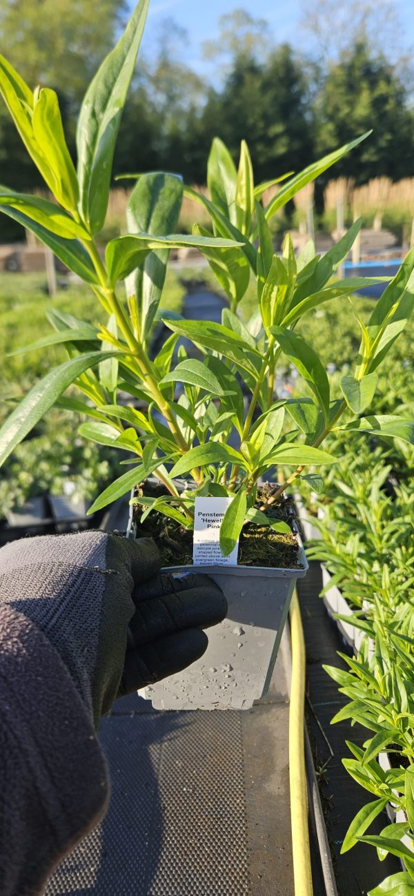 Penstemon 'Hewell`s Pink'