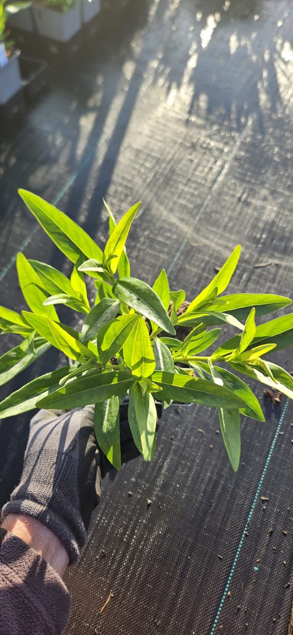 Penstemon 'Hidcote Pink' Penstemon 'Hidcote Pink'