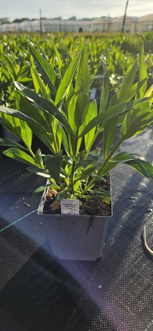 Penstemon 'Hidcote Pink'2 Penstemon 'Hidcote Pink'