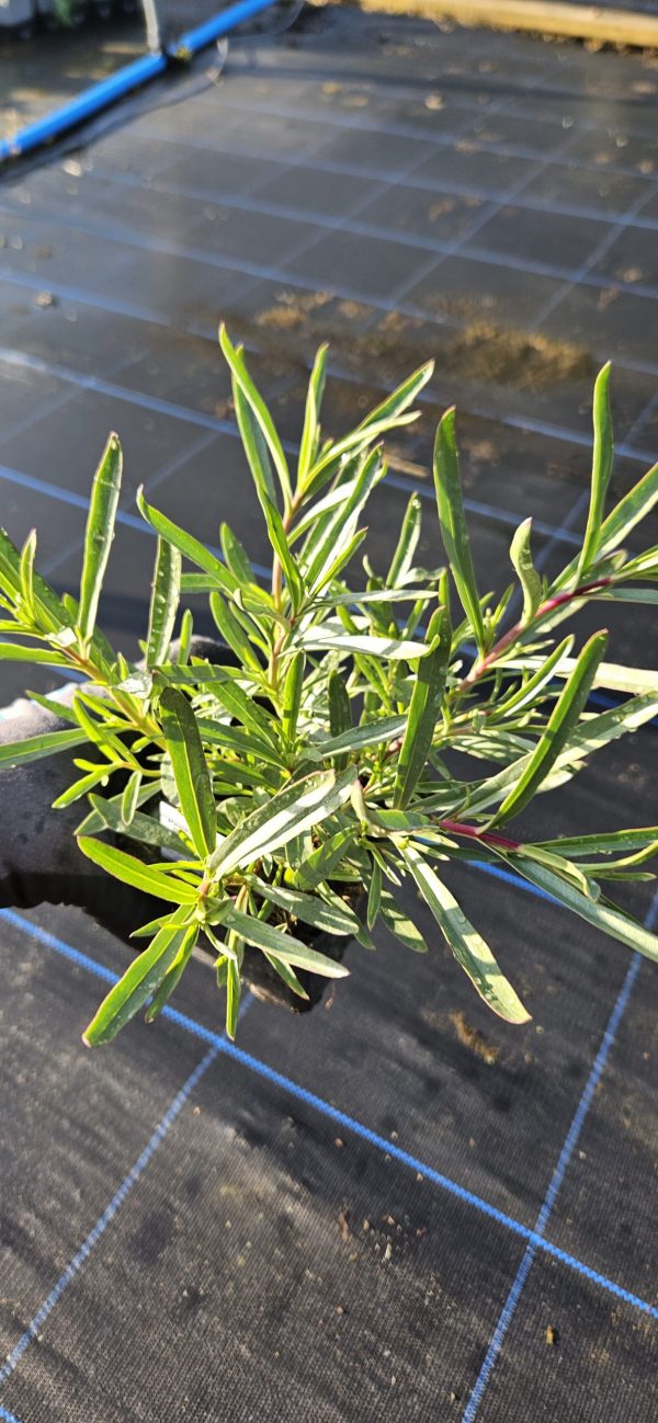 Penstemon 'Margarita Bop'